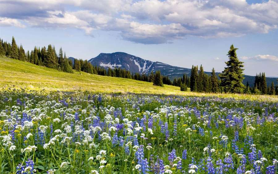 Blooming wildflowers in a sunlit meadow with a snow-capped mountain in the background. — Spring Landscape Wallpaper