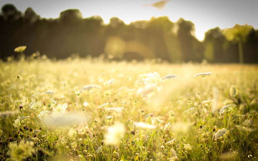 Sunlight glows through a field of wildflowers creating a warm serene atmosphere. — Spring Meadow Wallpaper