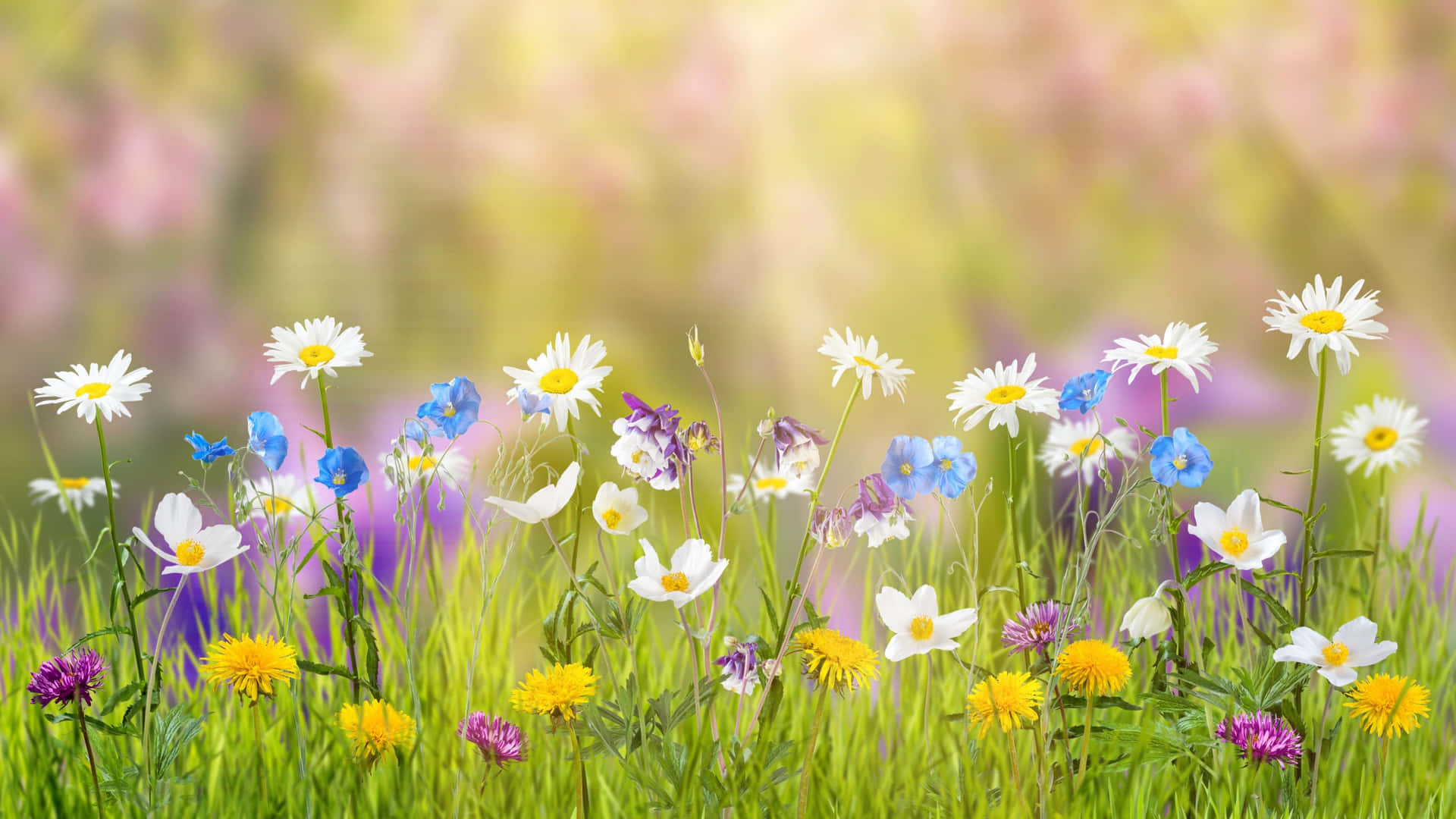 Spring Nature Pictures Wallpaper