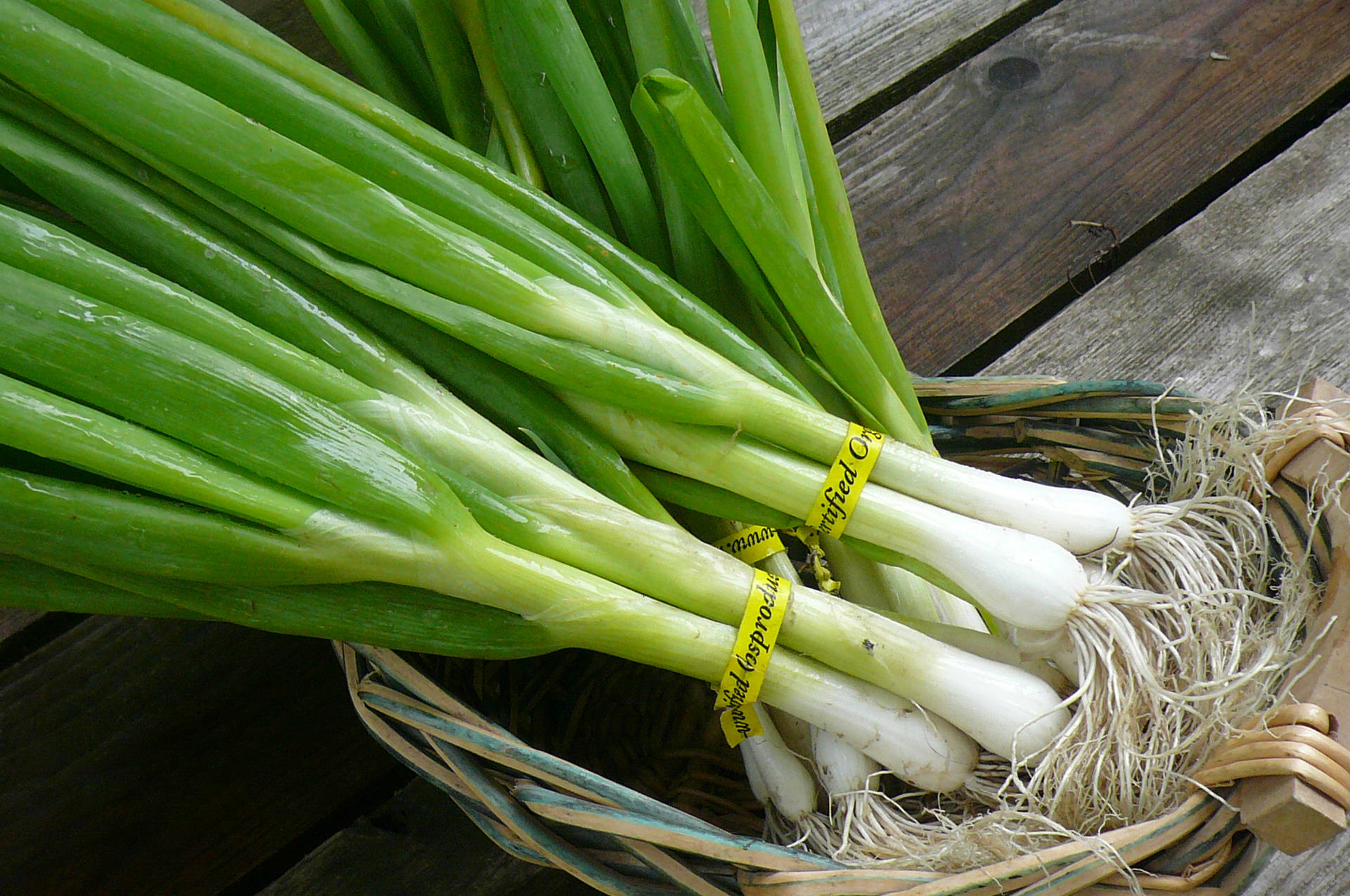 Spring Onion Bilder