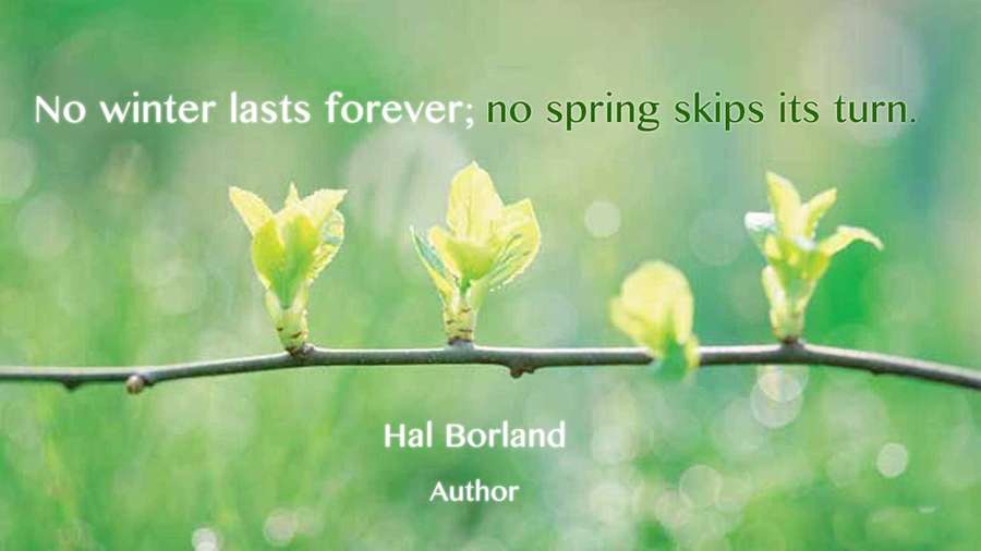 嫩芽在枝头绽放象征春天的希望与重生。 — Spring Quotes Wallpaper