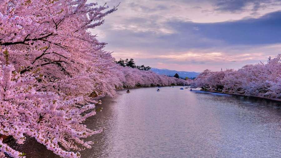 Cherry blossoms frame a river with canoes at twilight. — Spring River Wallpaper