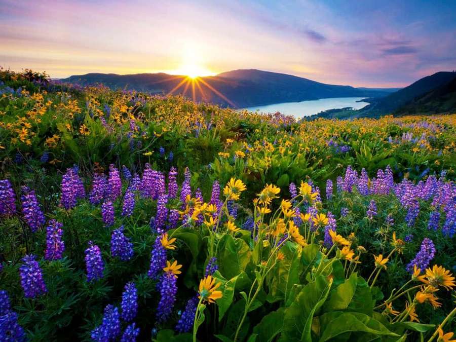 Field of purple and yellow wildflowers at sunset with mountains and lake in background — Spring Sunrise Wallpaper