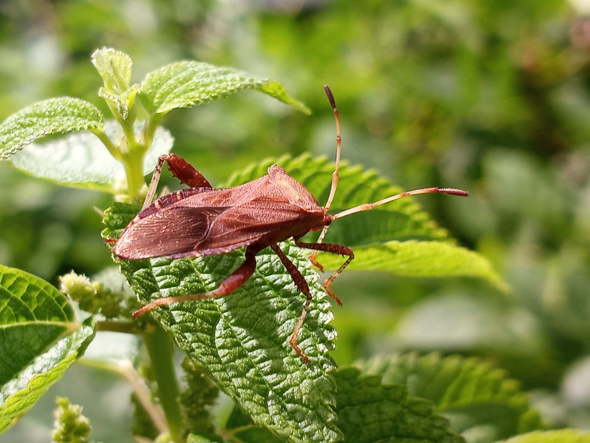 Squash Bug Achtergrond