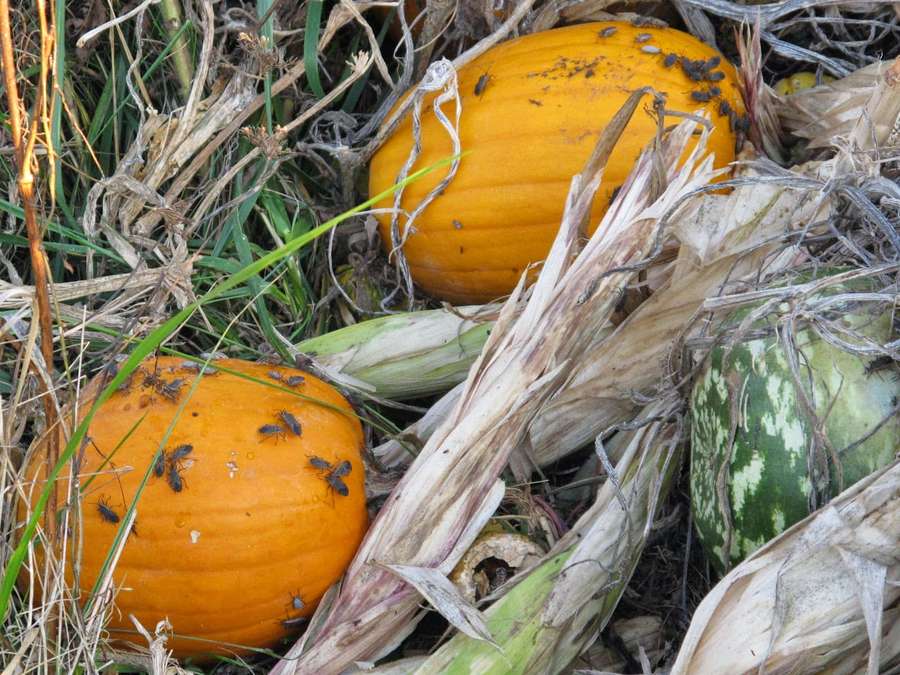 Abóboras e cascas de milho em decomposição em um campo com moscas. — Squash Bug Papéis de Parede