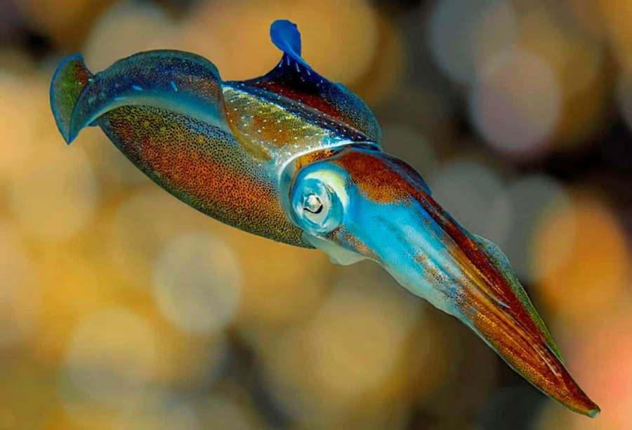 A colorful cuttlefish swimming in warm underwater waters with blurred coral background. — Squid Picture