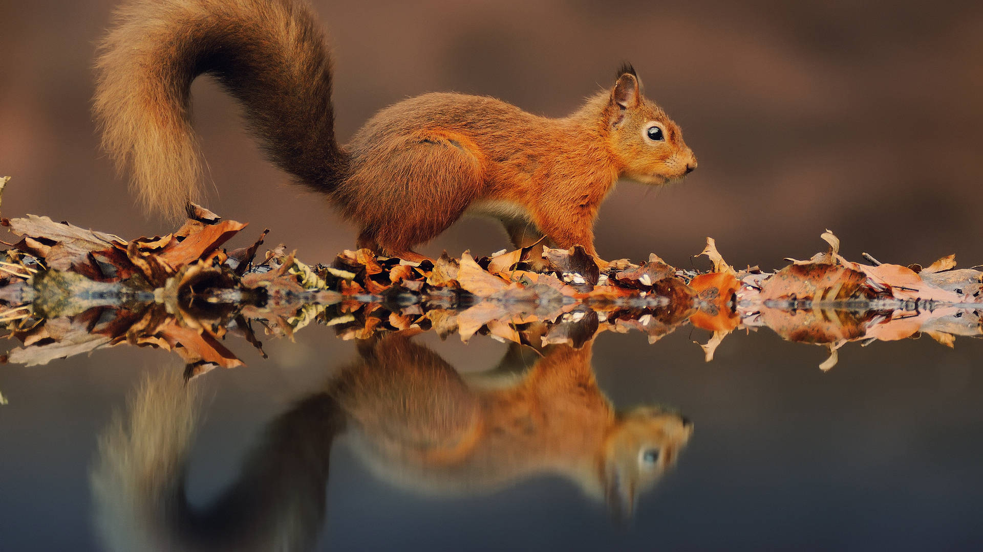 Squirrel Wallpaper Images
