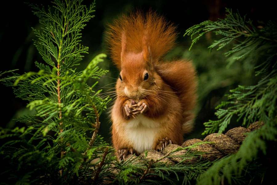 Red squirrel eating a nut in pine branches — Squirrel Background