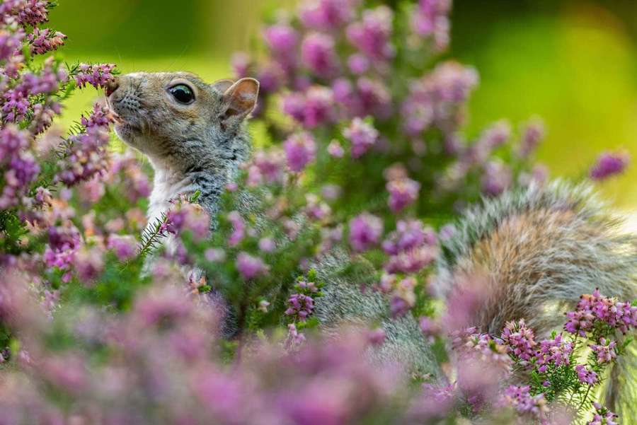 Gray squirrel among purple heather flowers in a sunny garden. — Squirrel Picture