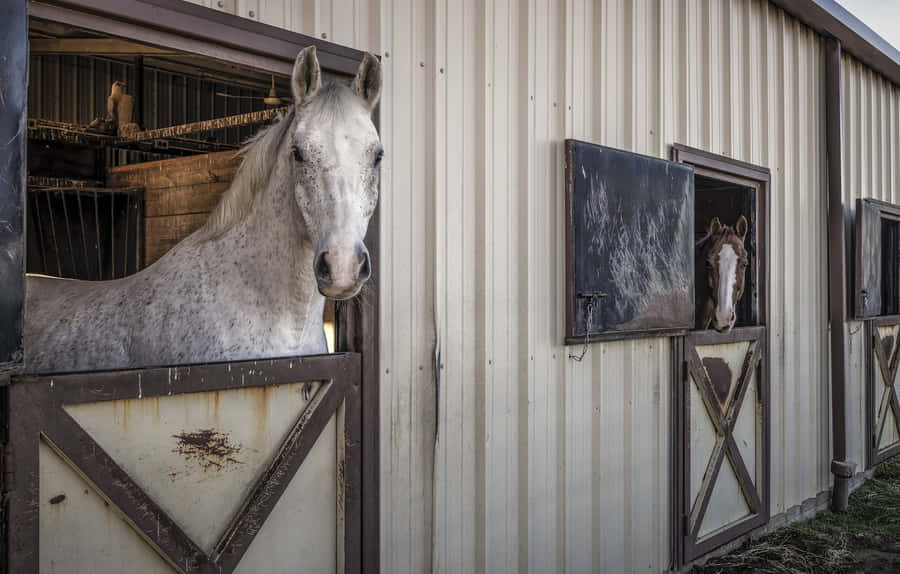 Stable Fond d'écran