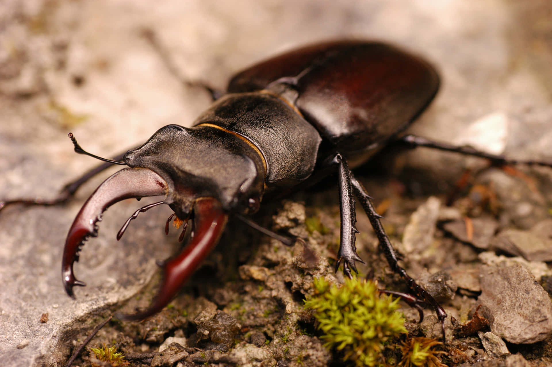 Stag Beetle Wallpaper