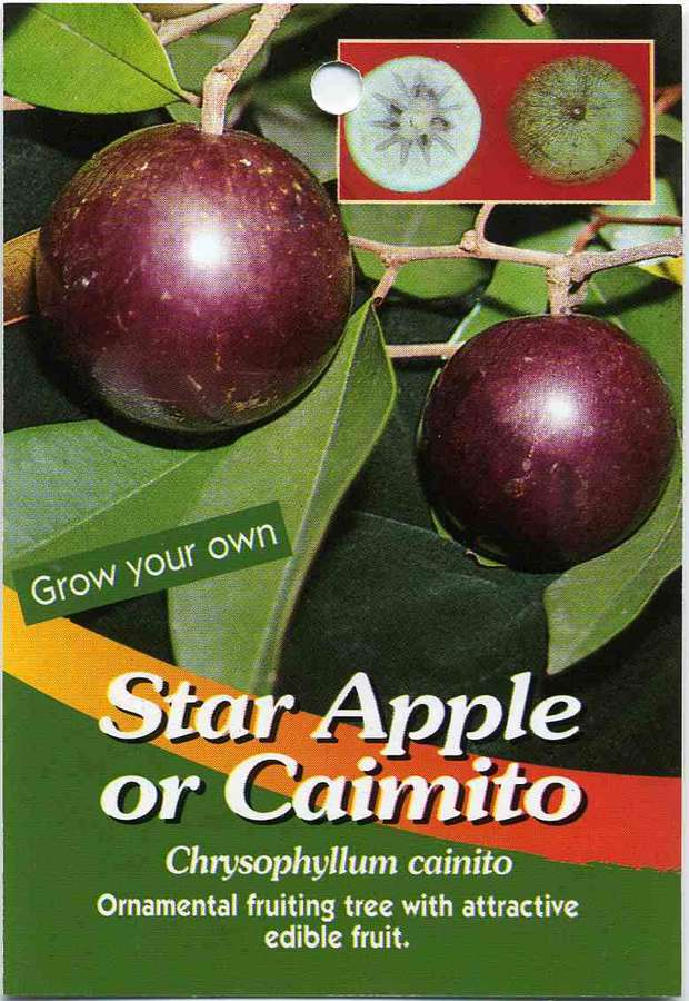 Sternapfelfrucht am Zweig mit Querschnittseinsätzen und Pflanzenetikett. — Star Apple Bilder