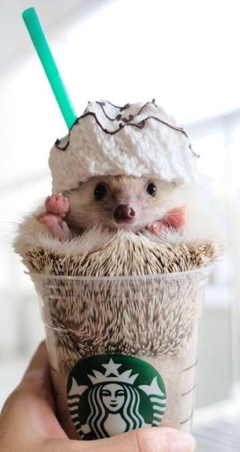 Un pequeño erizo con un sombrero de crema batida dentro de una taza de Starbucks. — Starbucks iPhone Fondos de pantalla