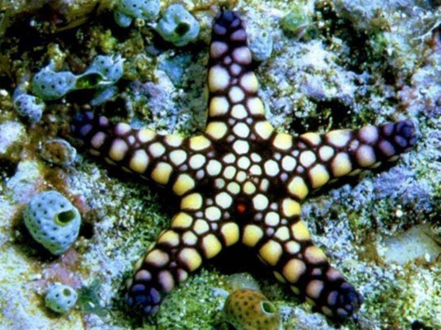 A colorful starfish with yellow and purple spots on a coral reef with sea sponges. — Starfish Background