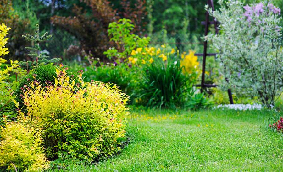 Üppiger grüner Rasen, gesäumt von leuchtend gelbem Laub und blühenden Blumen in einem ruhigen Garten. — Sträucher Wallpaper