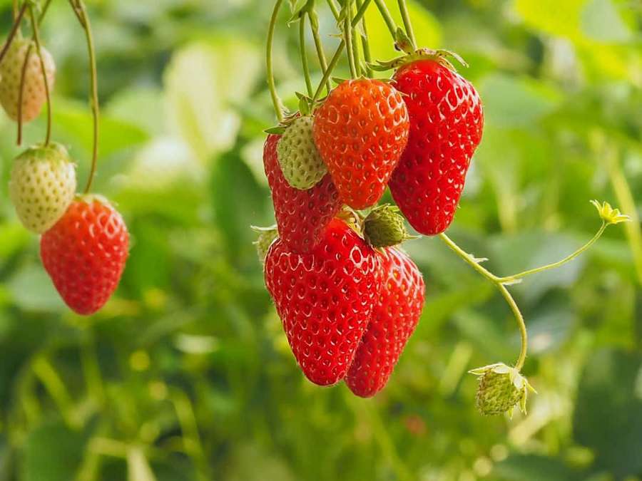 Cluster of ripe red strawberries growing on a vine with green leaves. — Strawberries Background