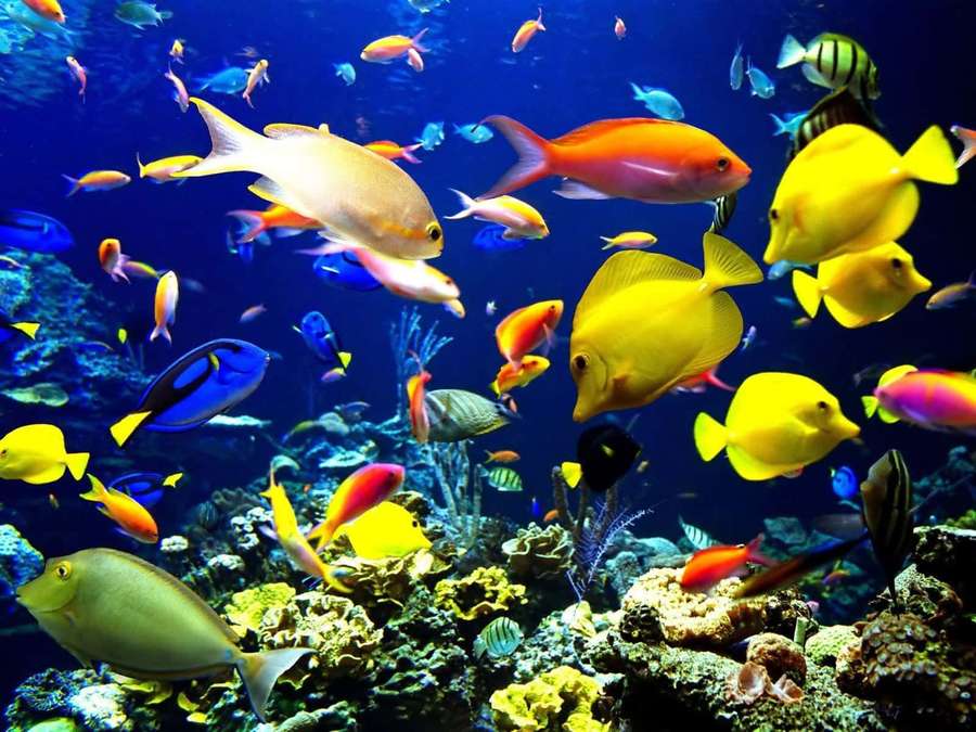 Peixes tropicais coloridos nadando entre recifes de coral em águas oceânicas azuis e claras. — Subaquático Papéis de Parede