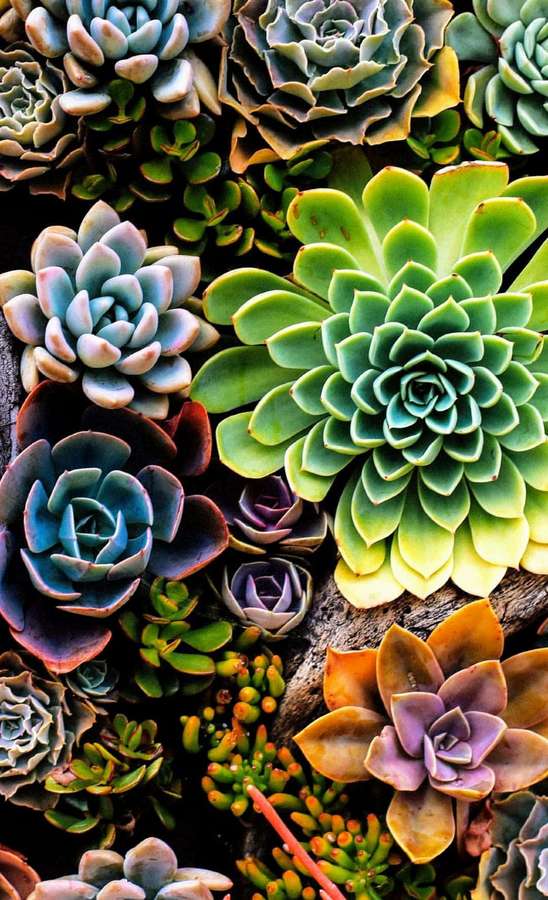 Colorful succulents in various shades growing closely together. — Succulent iPhone Background