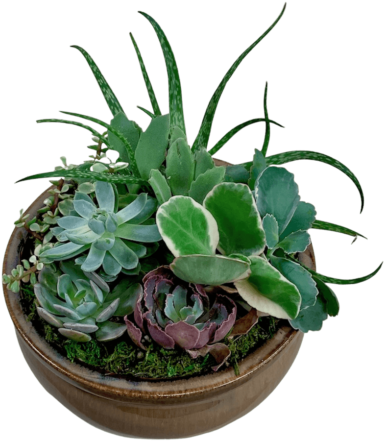 [300+] Succulent Png Images | Wallpapers.com