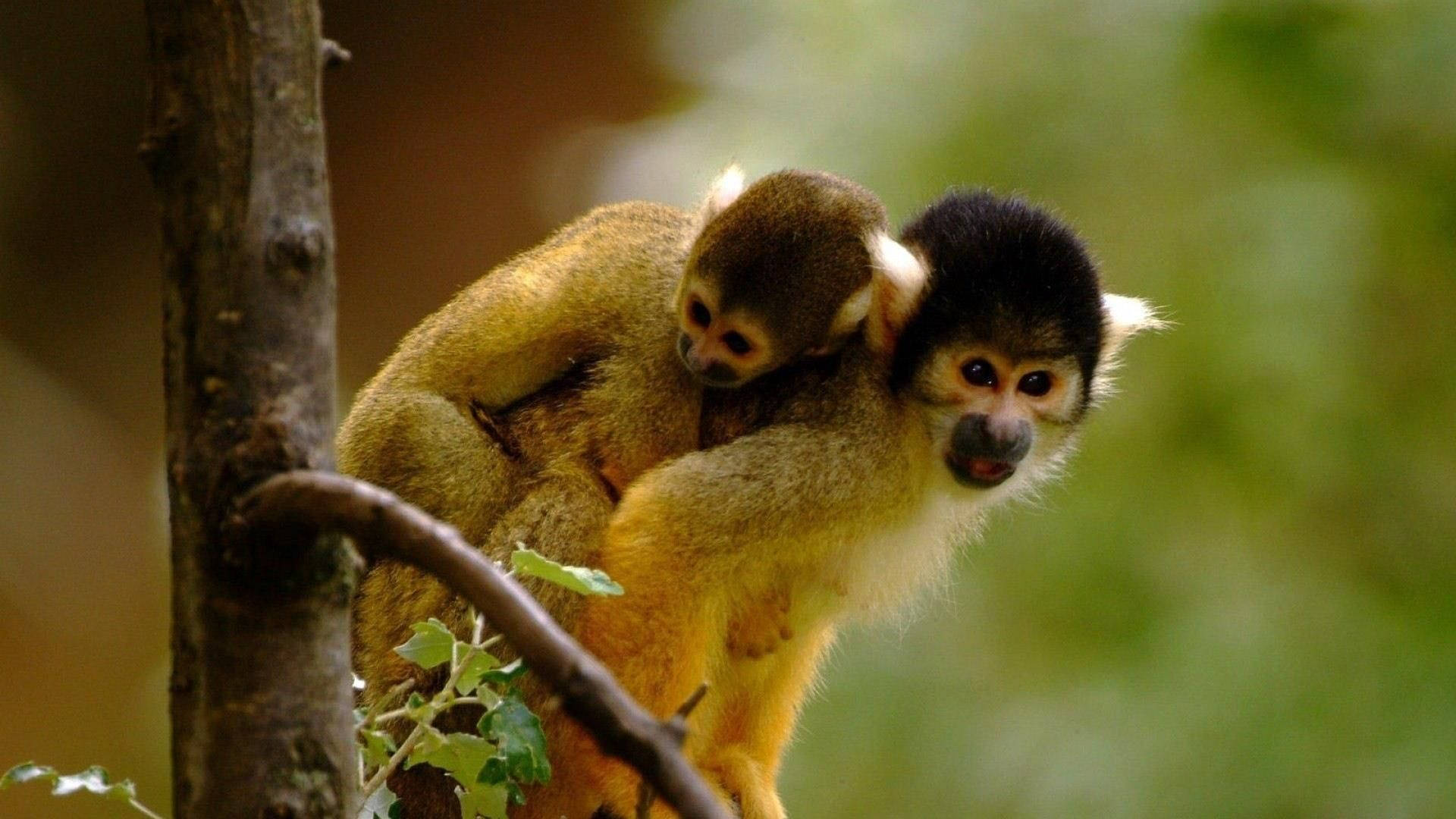 Süße Affenbilder