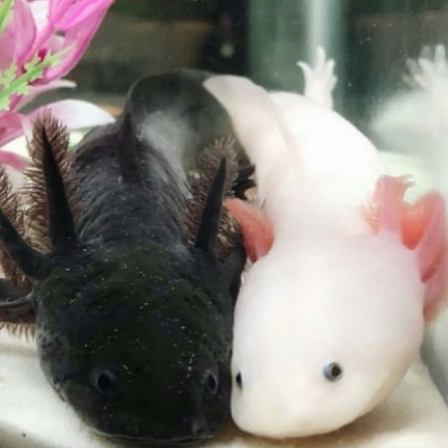 Süße Axolotl Bilder