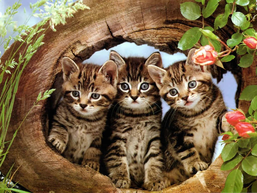 Süßes Kätzchen Wallpaper