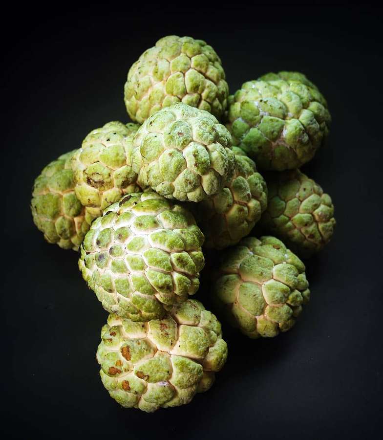 Fresh green cherimoya fruits with bumpy skin piled together. — Sugar Apple Wallpaper
