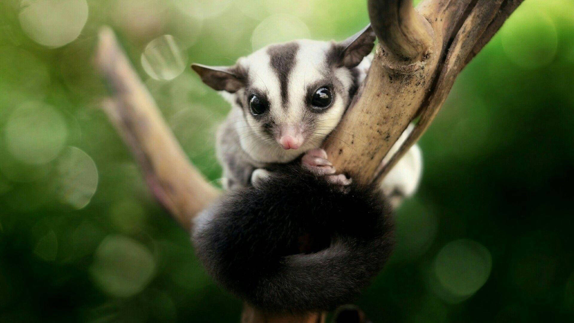 Sugar Glider Fond d'écran