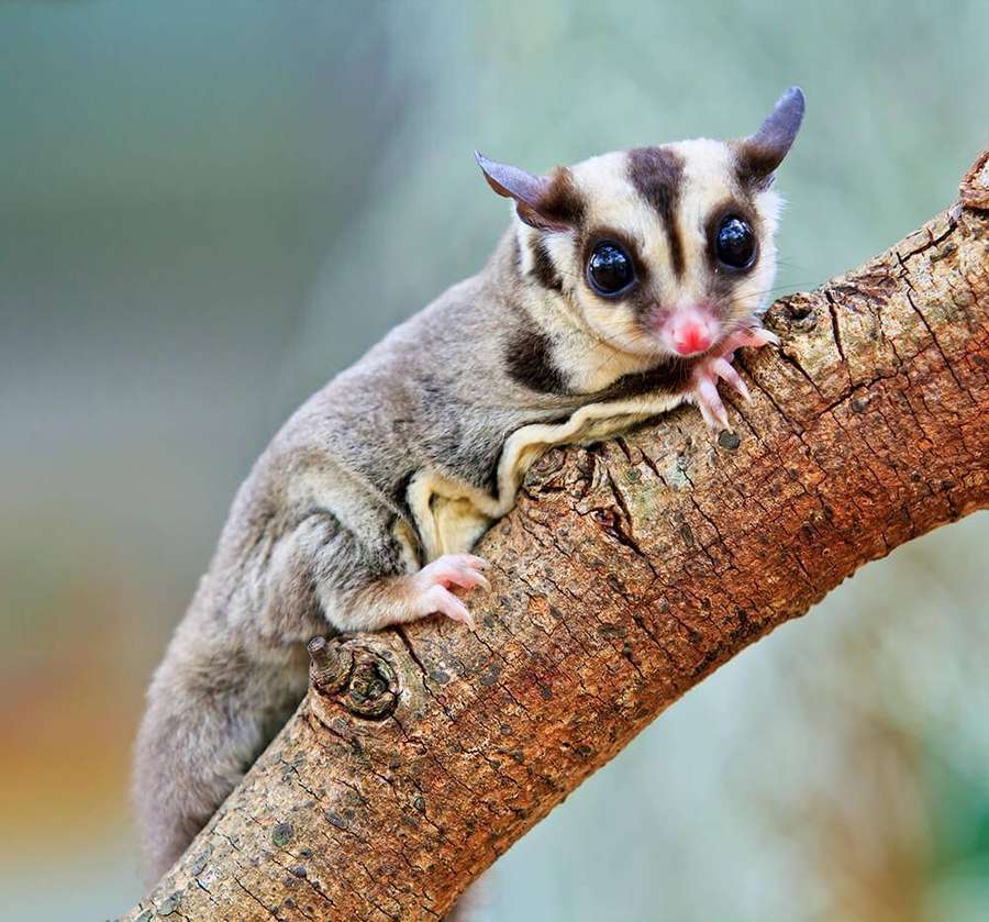 En liten pelset sukkerflyger med store øyne som sitter på en tregren. — Sugar Glider Bakgrunner