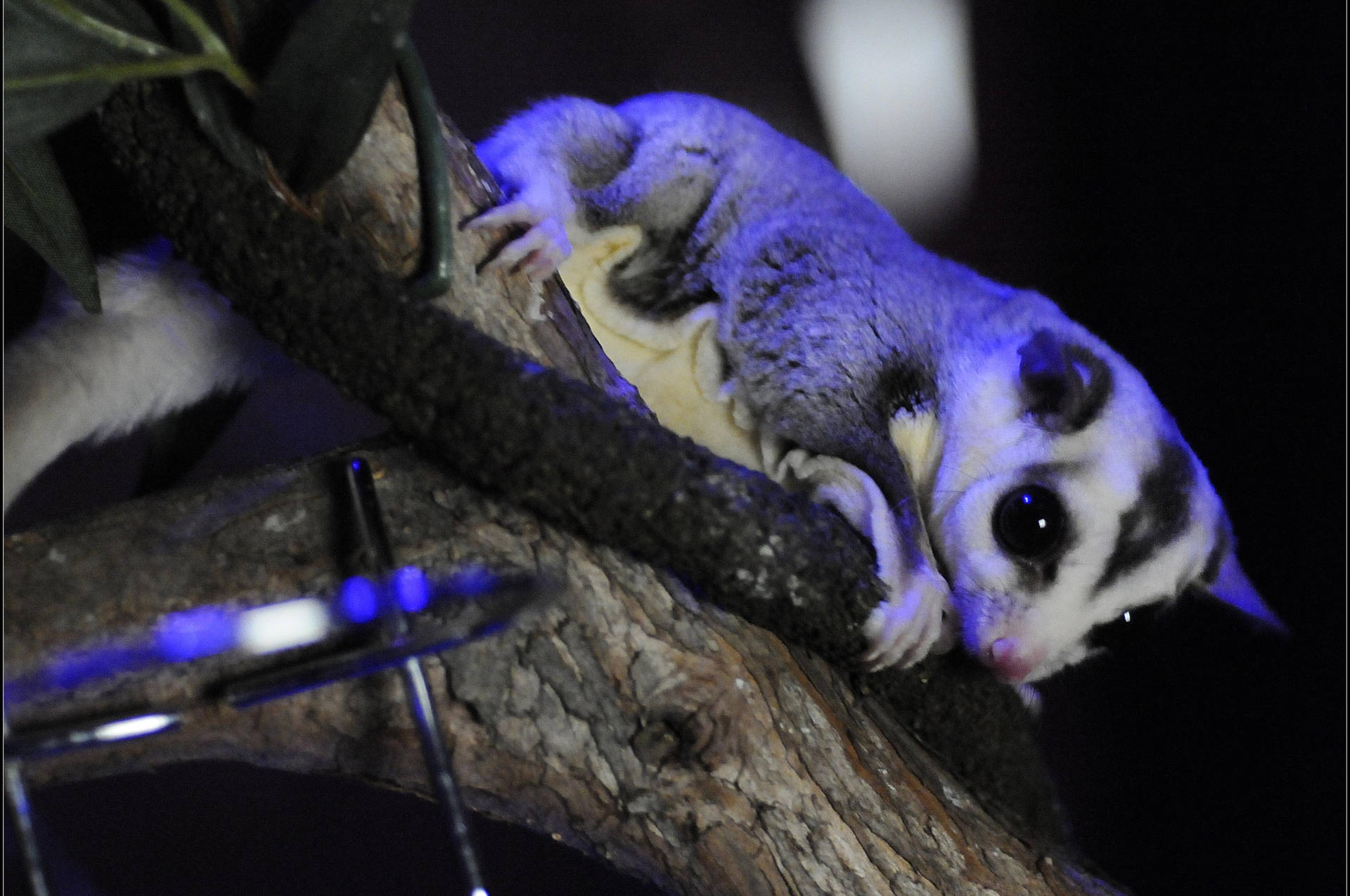 Sugar Glider Wallpaper