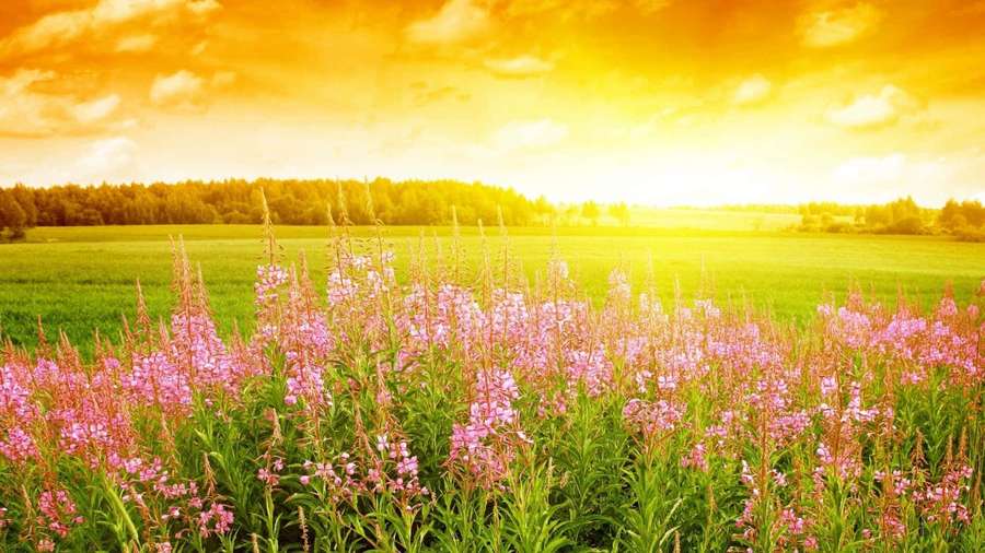 Pink fireweed flowers in a green field at golden sunset with forest in background. — Summer Flowers Wallpaper