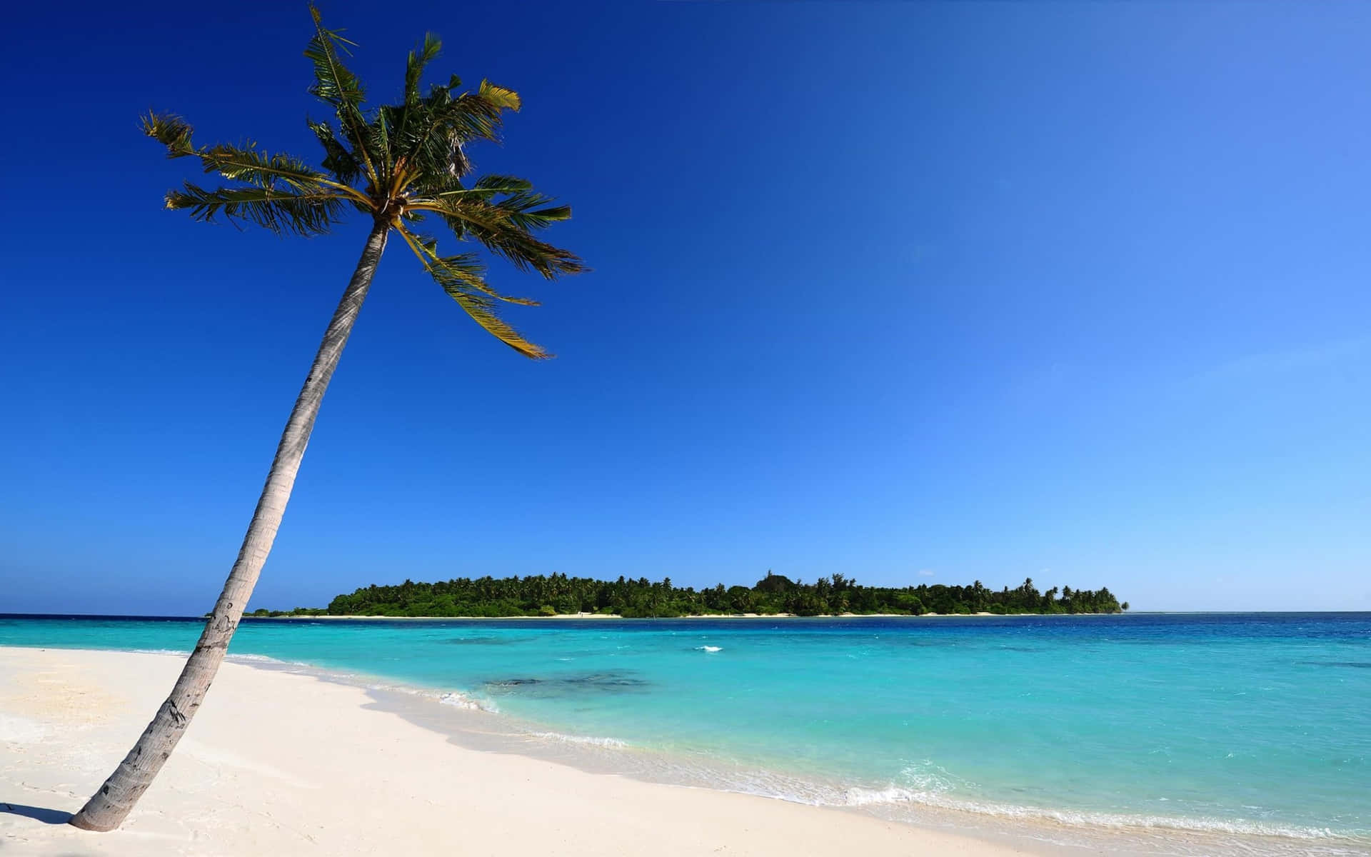 Tropisk strand med palmträd och turkosblått vatten under blå himmel — Sommartid bakgrund Bakgrundsbilder