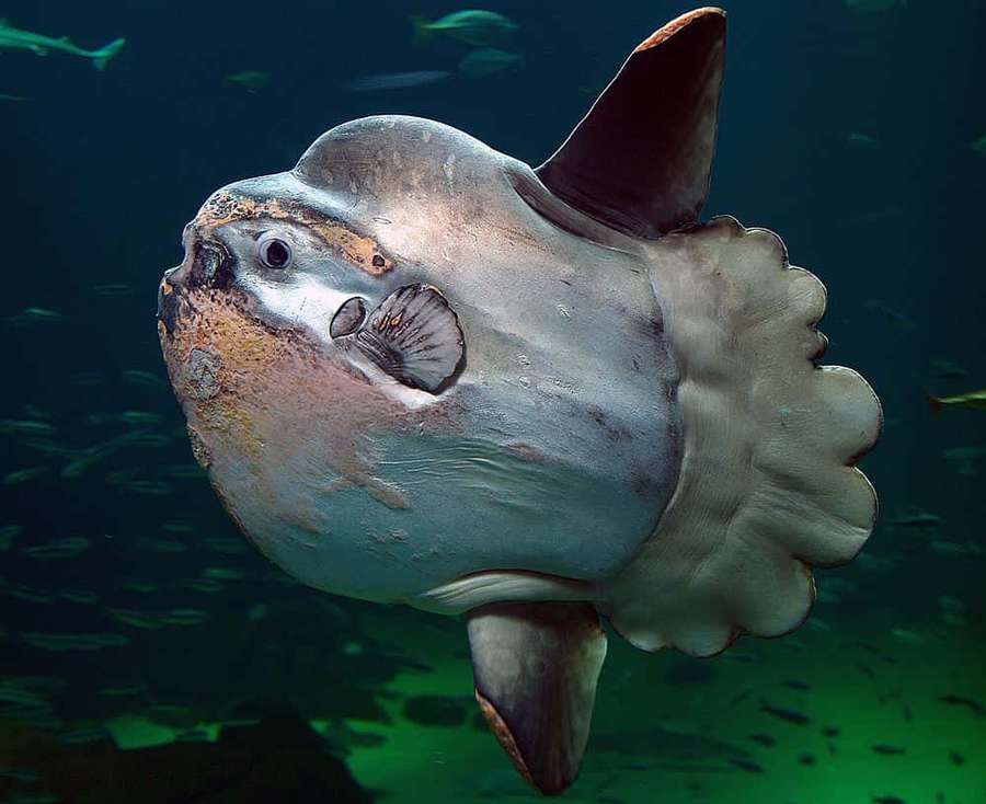 Ein großer Mondfisch, der in tiefem blaugrünem Ozeanwasser mit kleinen Fischen um sich herum schwimmt. — Sunfish Wallpaper