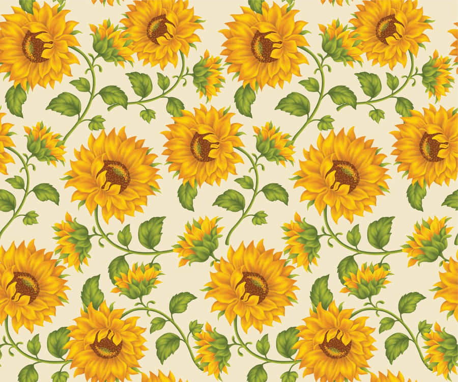 Sunflower Background Photos