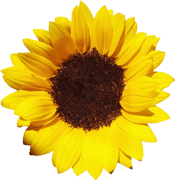 Sunflower Bouquet Svg SVG