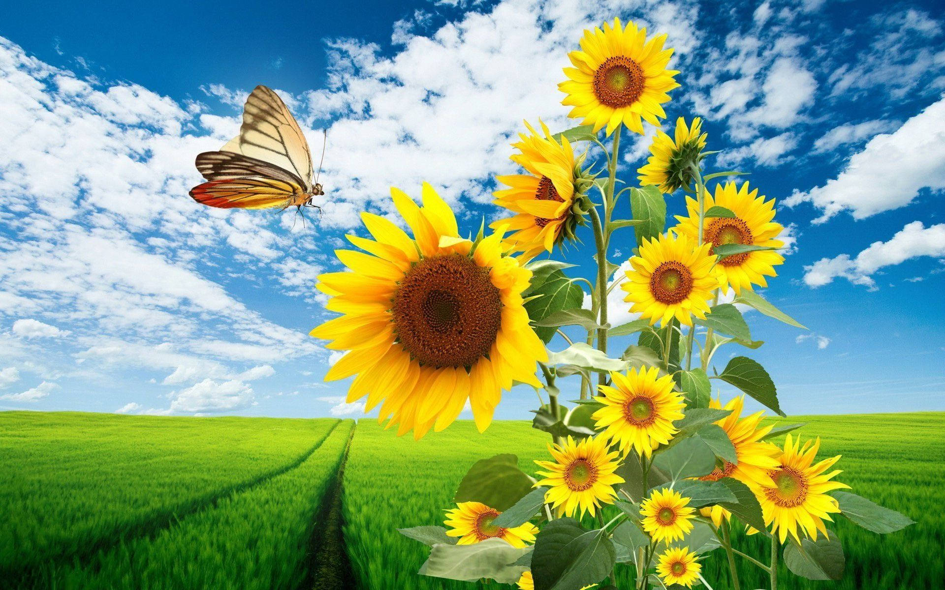 Sunflower Field Background Wallpaper