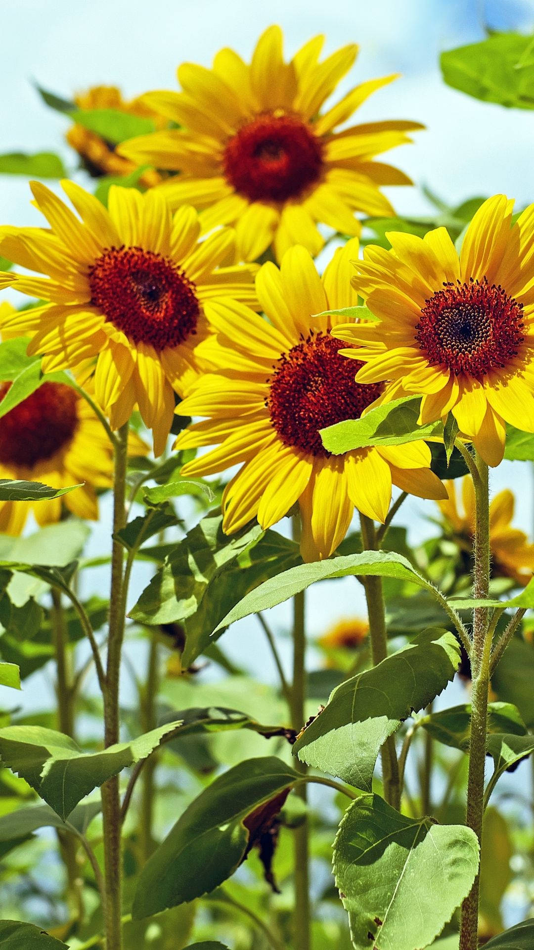 Sunflower Iphone Background Photos