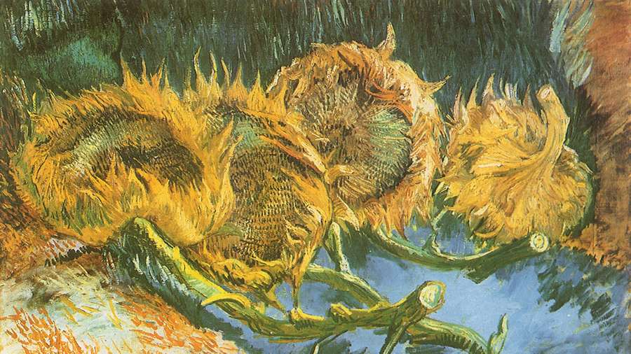 Three wilted sunflowers with drooping heads on a blue surface. — Sunflower Laptop Background