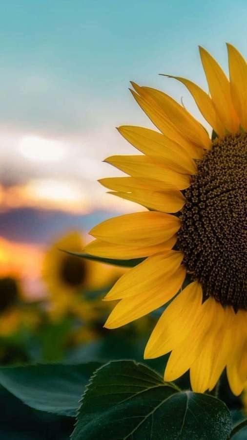 A close-up sunflower facing the sunset with soft background blooms. — Sunflower Phone Background