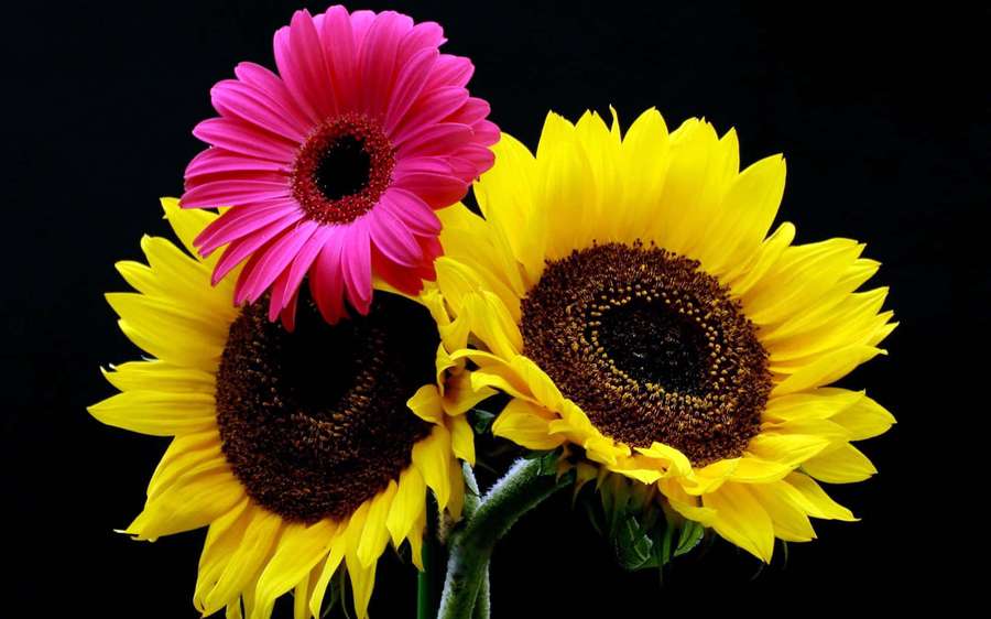 Three colorful flowers with yellow sunflowers and a pink gerbera against black background. — Sunflowers Background