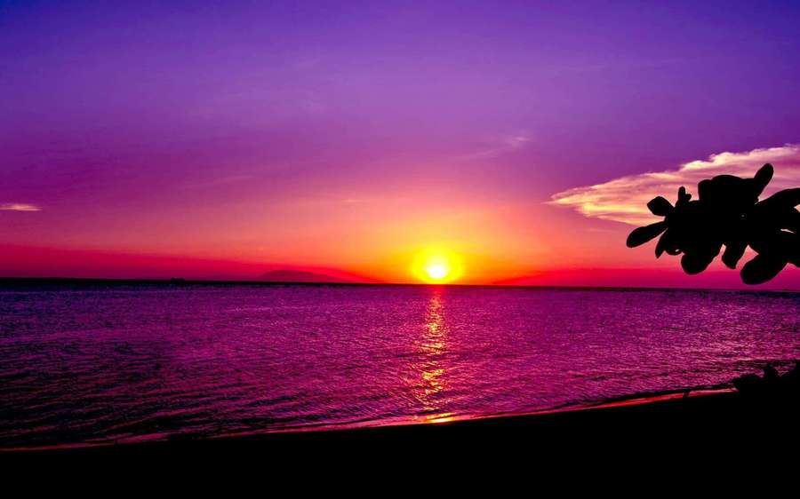 Vibrant purple and orange sunset over ocean with palm silhouette at dusk. — Sunset Background