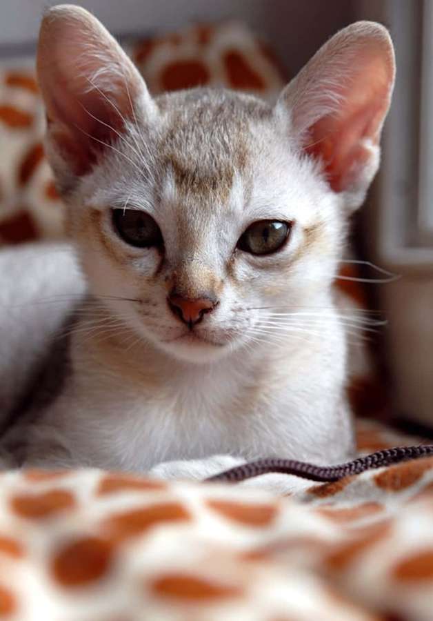 A white cat with large ears and amber eyes resting on a giraffe-print blanket. — Sunshine Coast Wallpaper