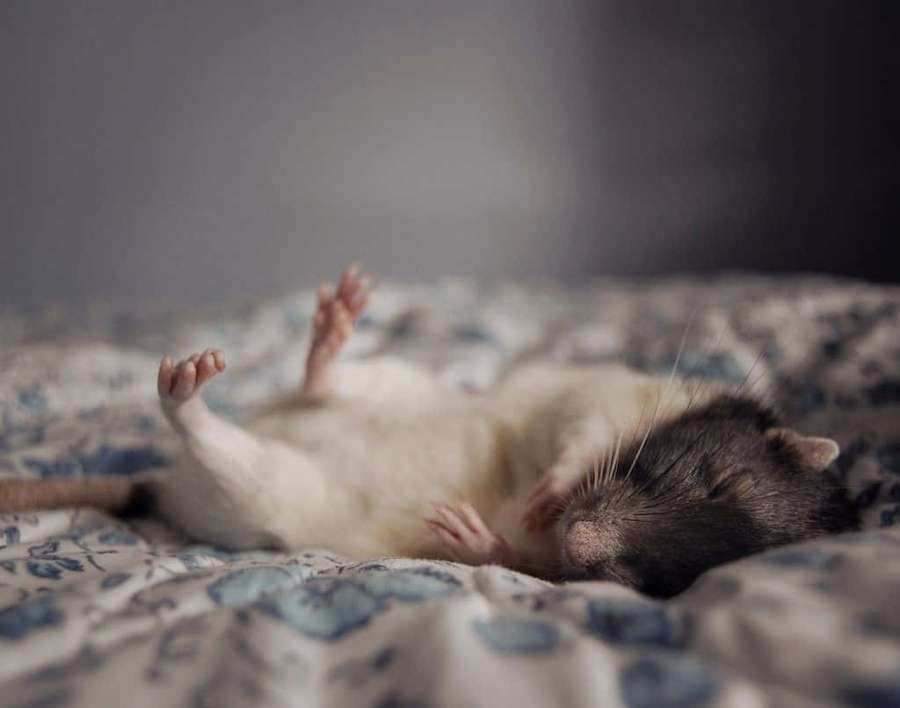 Eine schlafende Ratte, die auf dem Rücken auf einer gemusterten Decke liegt. — Süße Rattenbilder