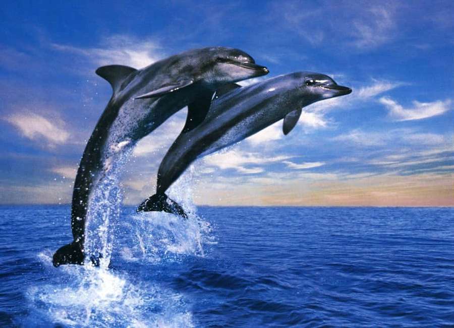 Zwei Delfine springen aus dem Ozean, Wasser spritzt um sie herum. — Süßer Delfin Wallpaper