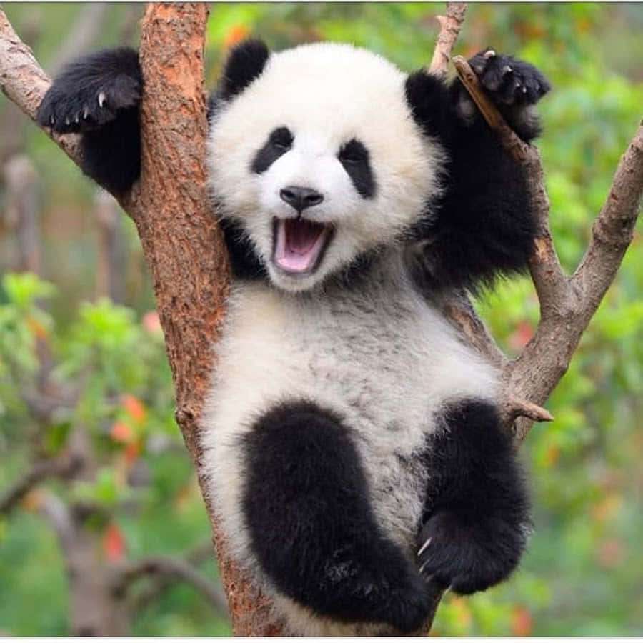Ein Baby-Panda hängt mit offenem Mund an Ästen in einem Wald. — Süßer Panda Wallpaper