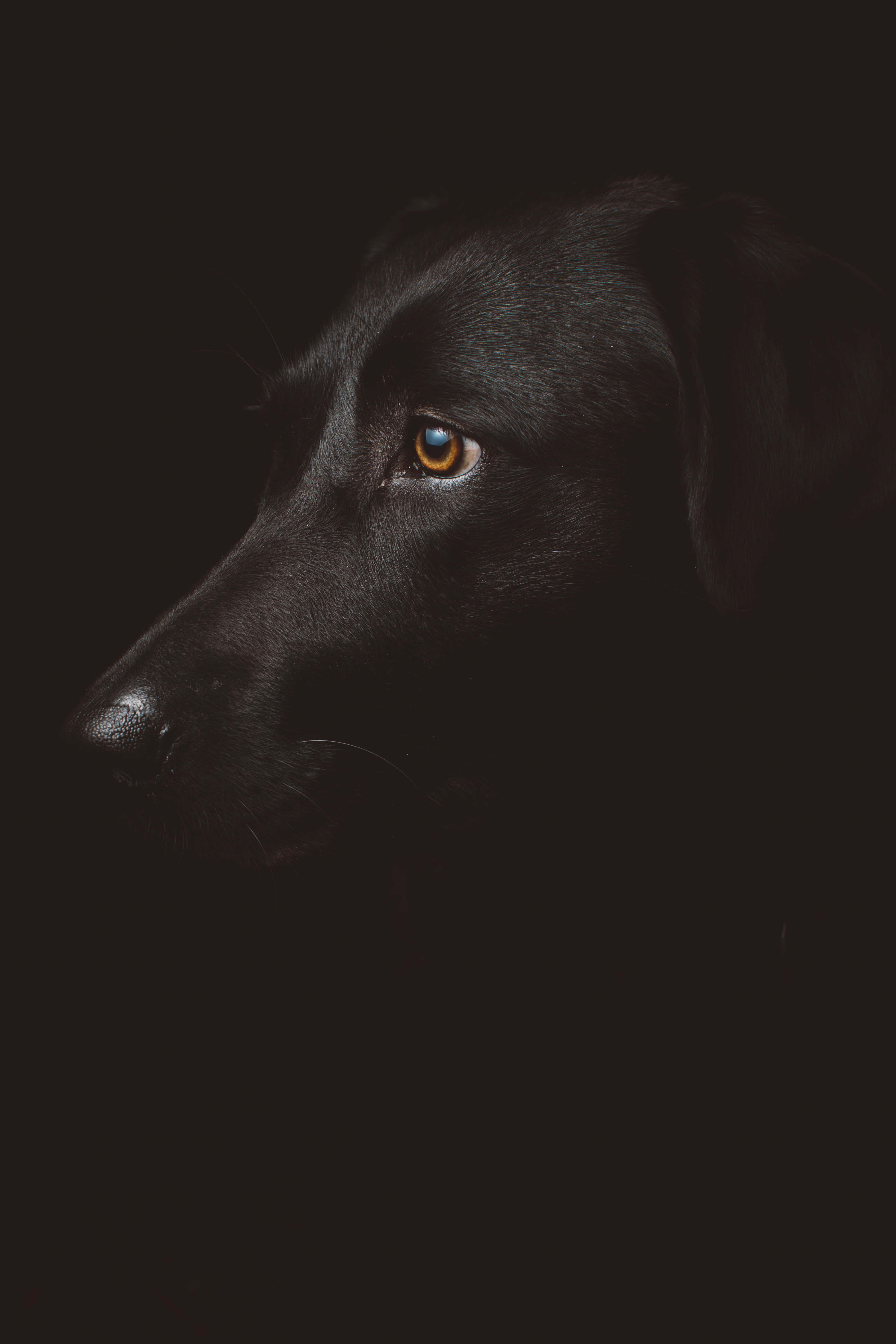 Nahaufnahme des Gesichts eines schwarzen Hundes im Dunkeln mit einem hellen bernsteinfarbenen Auge. — Süßes Schwarz Wallpaper