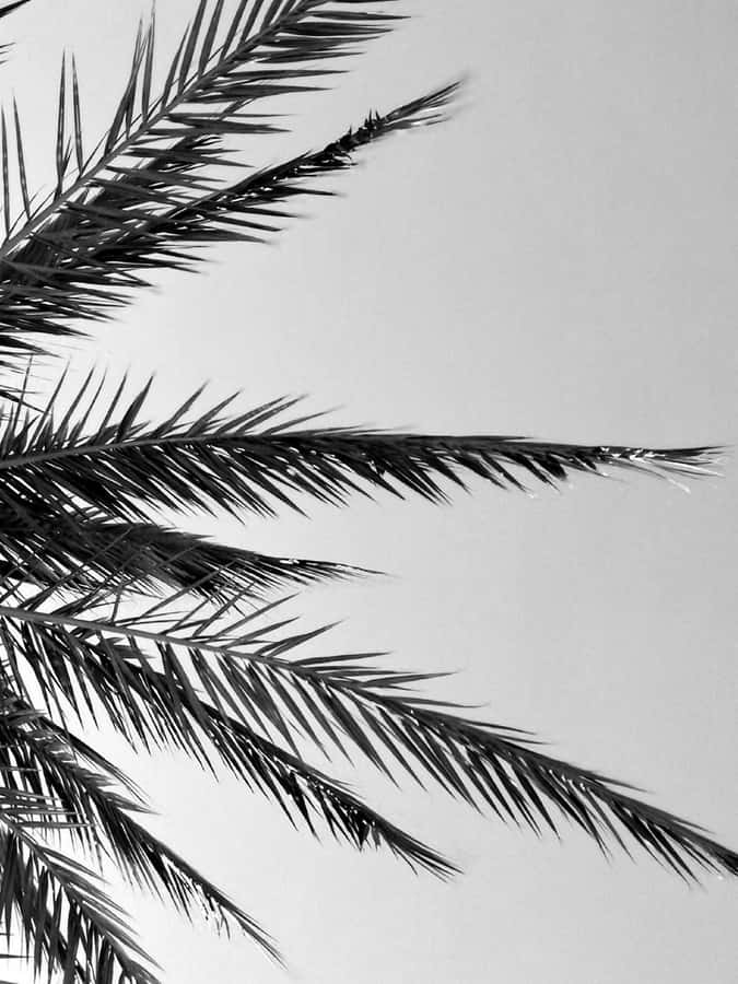 Svartvitt Palm Tree Wallpaper