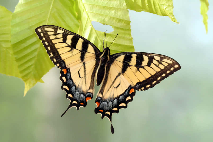 Swallowtail Butterfly Wallpaper