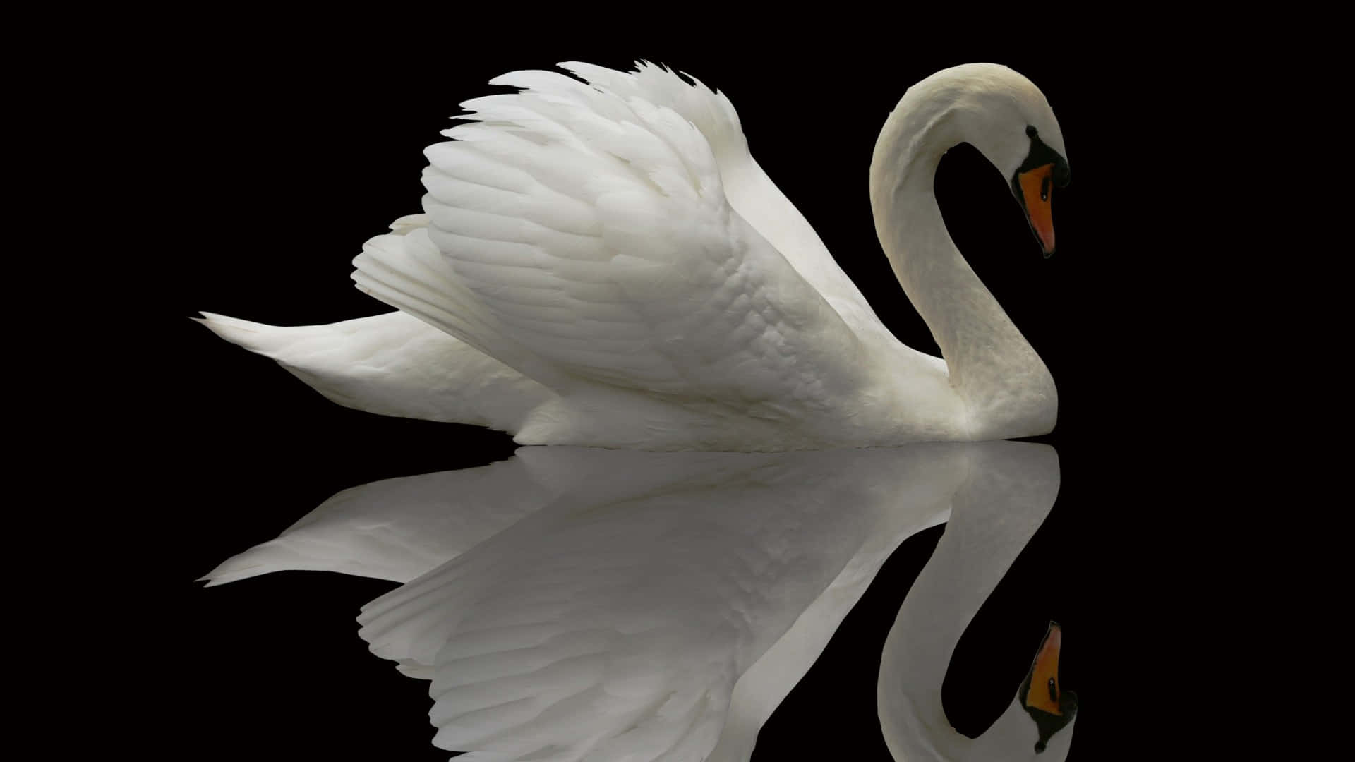 Swan Bilder
