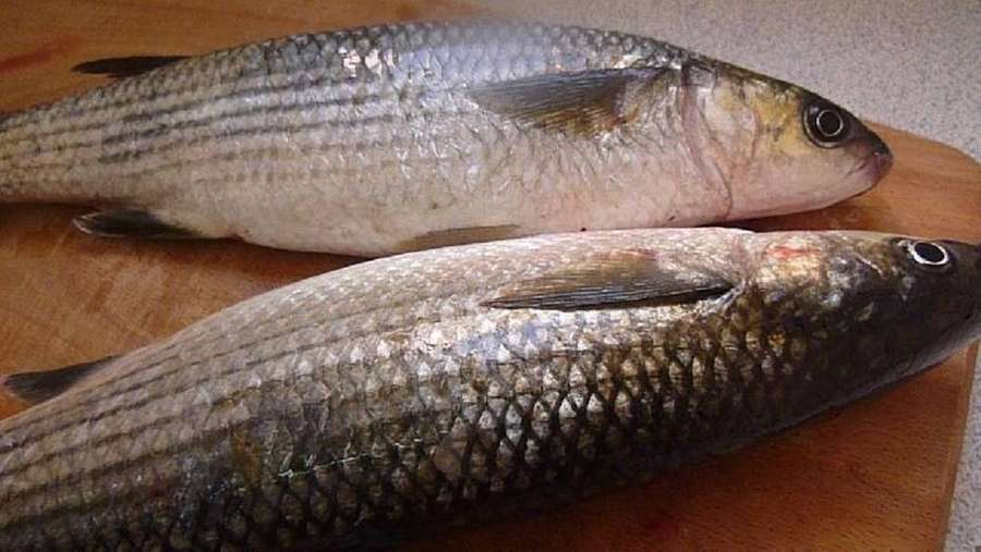 Dois peixes listrados inteiros em uma tábua de madeira prontos para preparo. — Tainha Papéis de Parede